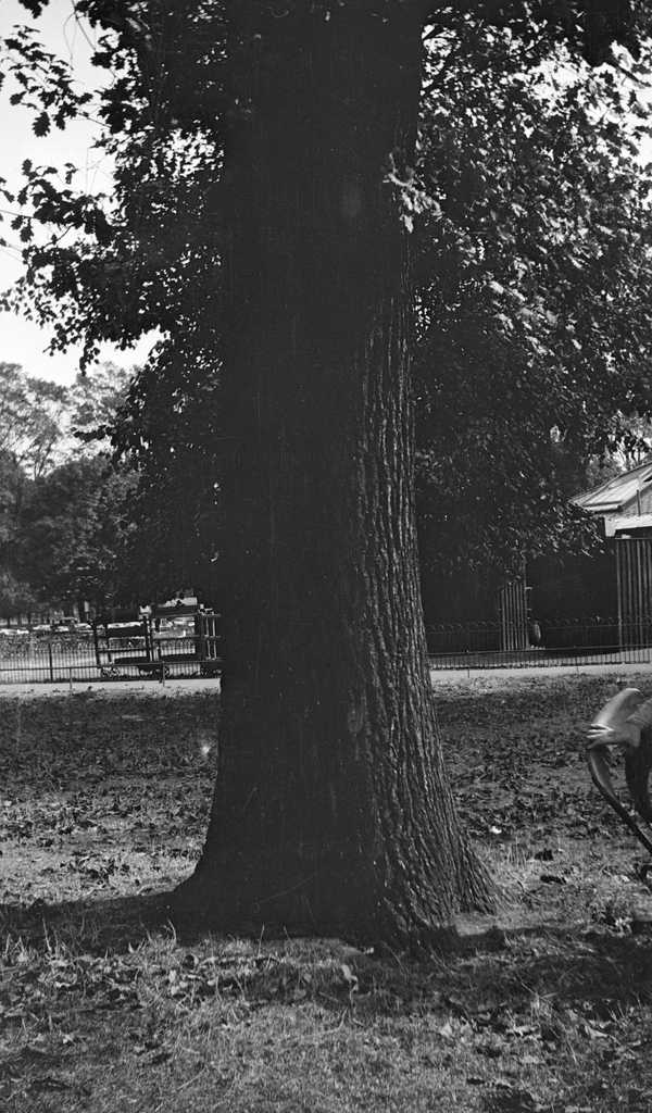 Black and white negative, a tree, fence, and building, Regent’s Park ...