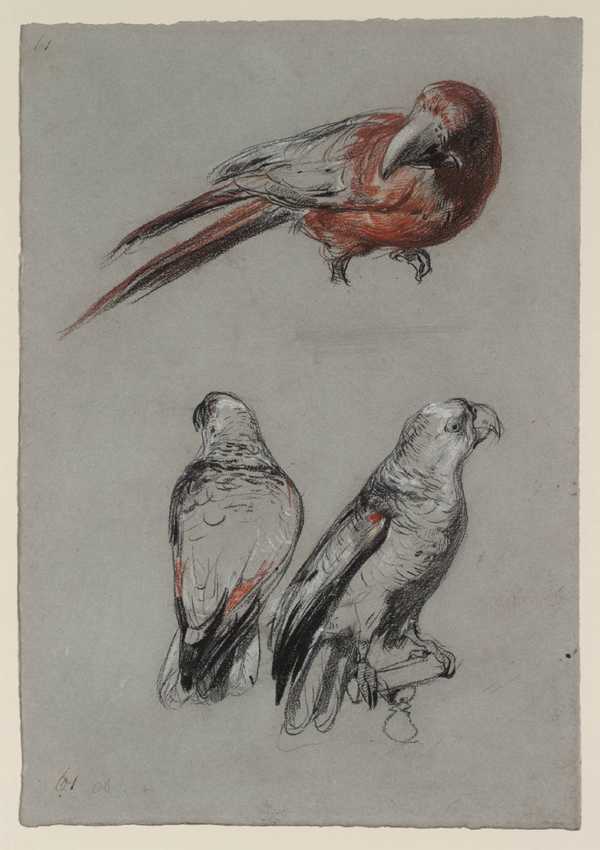Three Parrots