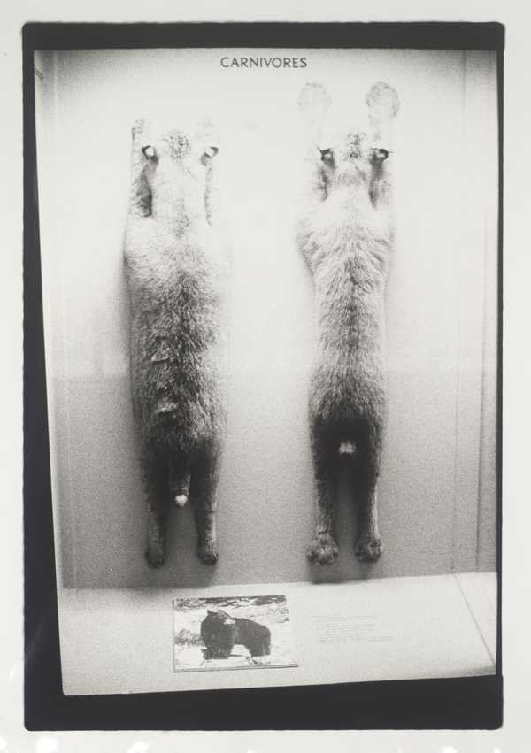 Carnivores