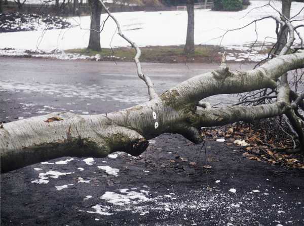 Fallen Tree