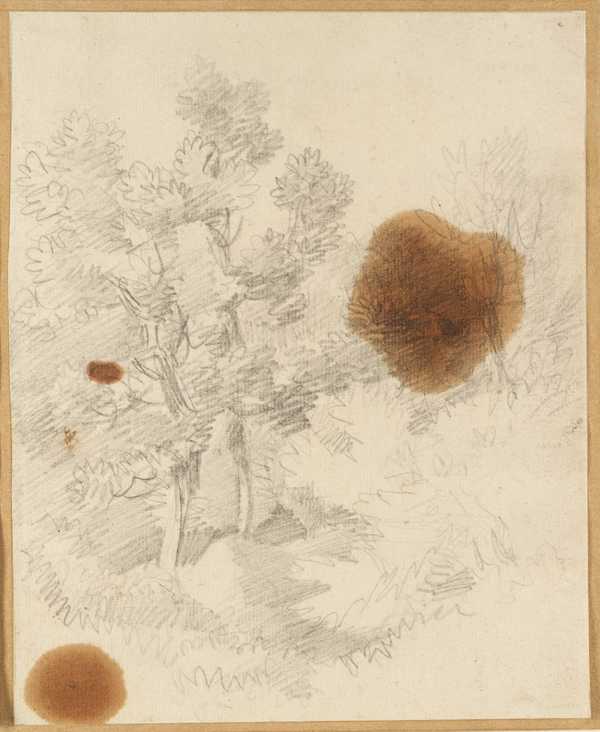Tree Study