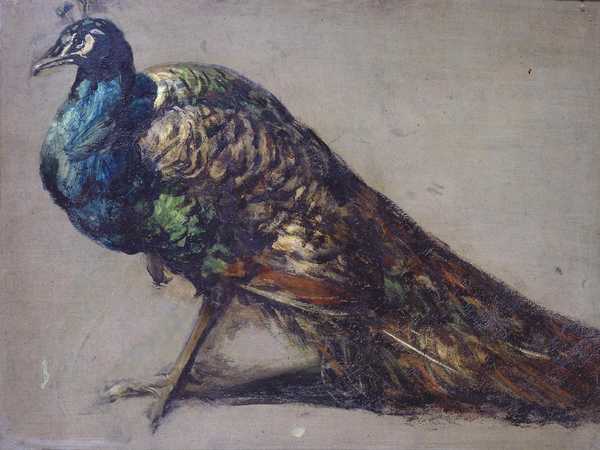 Study of a Peacock for ‘The Judgement of Paris’
