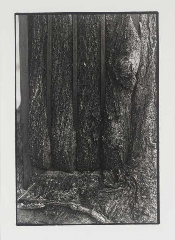 ‘Tree + Fence, 6th St. (Close-up)‘, Zoe Leonard, 1998, printed 1999 | Tate