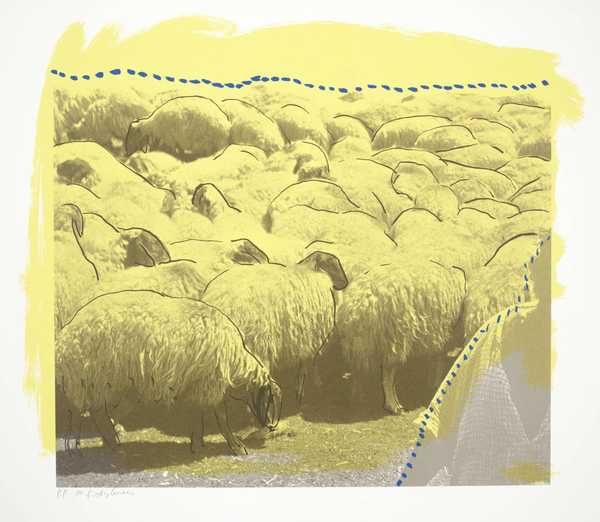 Sheep A