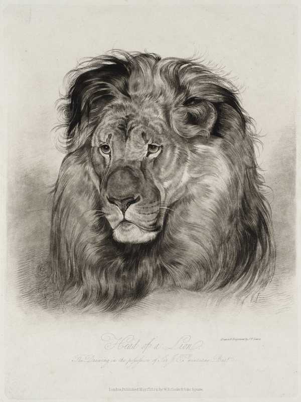 Head of a Lion