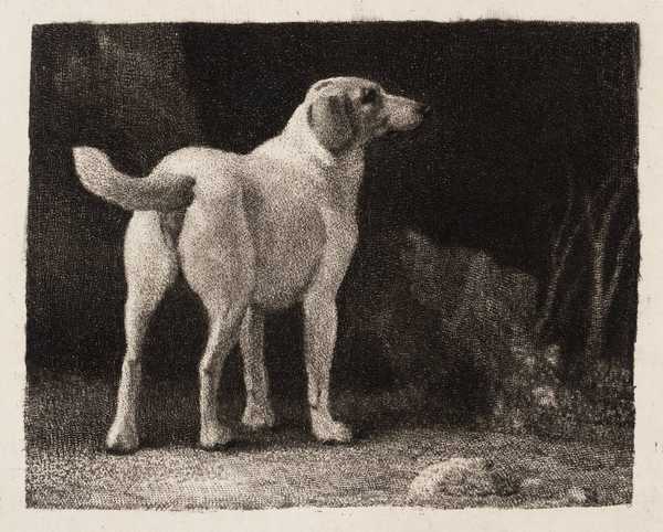 A Foxhound Viewed from Behind