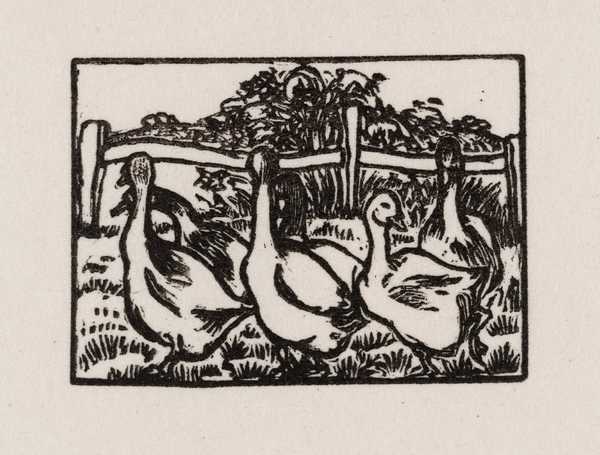 Geese