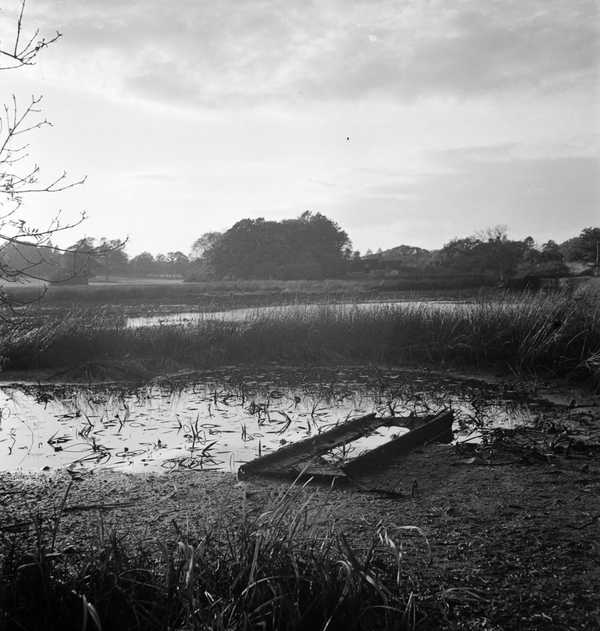 Photograph of a reed bed‘, Eileen Agar‘, Eileen Agar Tate Archive Tate