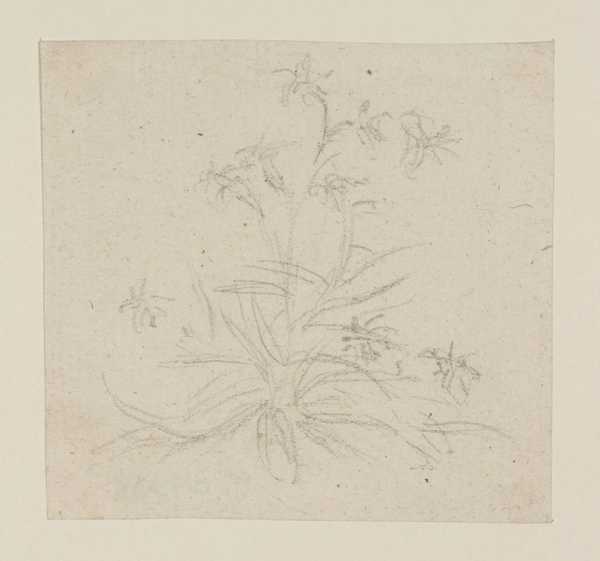 A Small Plant