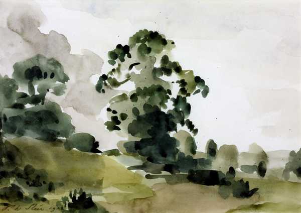 Elm Trees