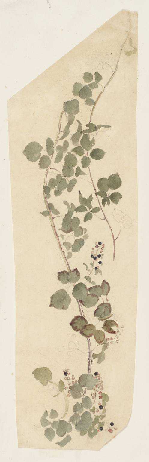 Bramble with Blackberries