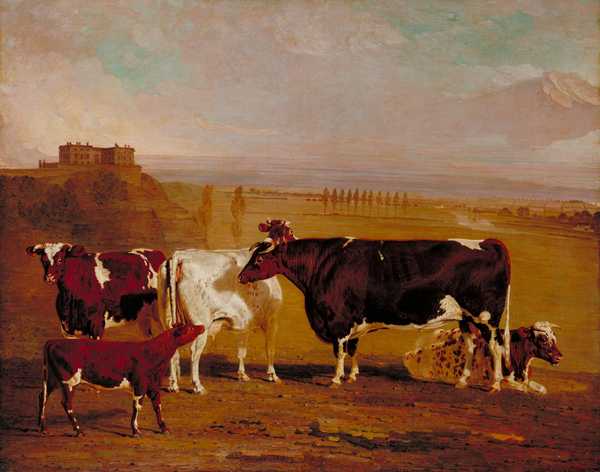Portraits of Cattle of the Improved Short-Horned Breed, the Property of J. Wilkinson Esq. of Lenton, near Nottingham