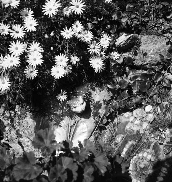 Photograph of daisies, shells and stones‘, Eileen Agar, 1930s‘, Eileen ...