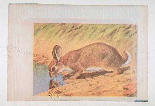 American Hare Sugar