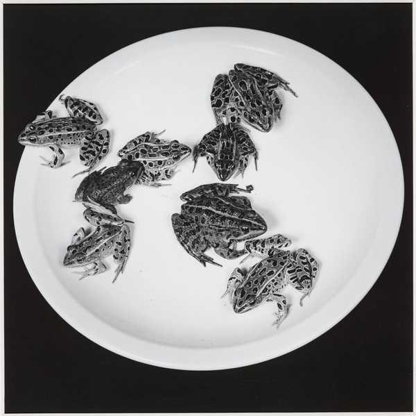 Frogs