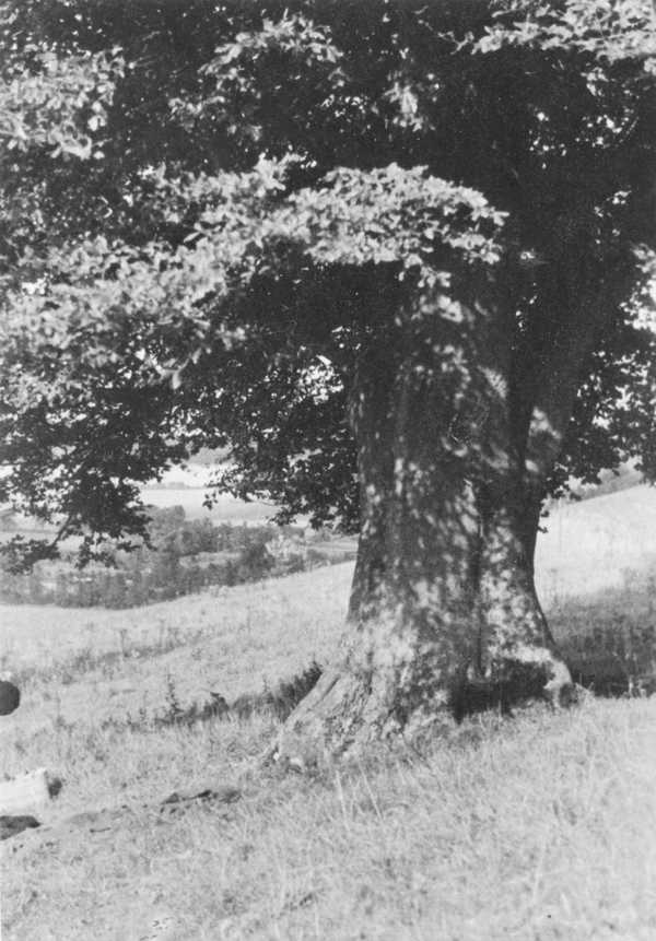 Black and white negative, a tree on a hill‘, Paul Nash‘, Paul Nash ...