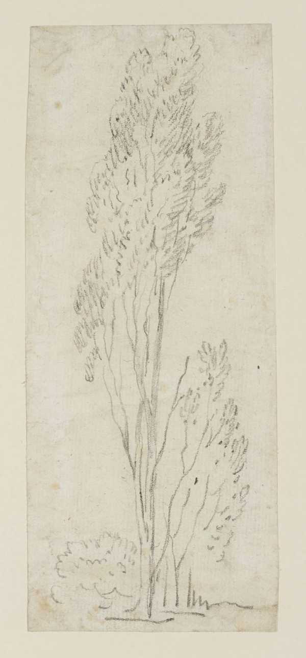 Tree Study