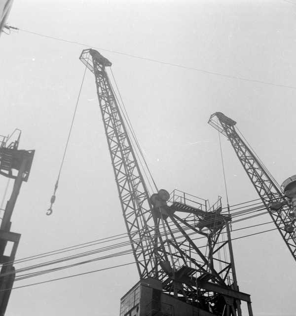 Photograph of cranes‘, Eileen Agar, 1947‘, Eileen Agar, 1947 – Tate ...