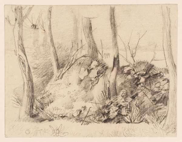 Tree Study