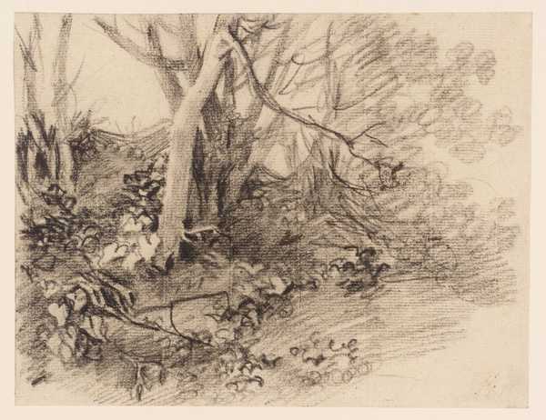 Tree Study