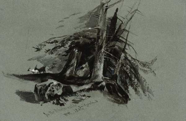 Study of Pines, Rheinwald