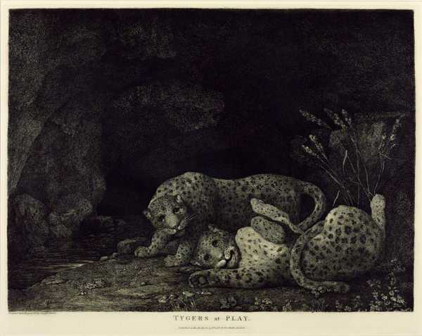 ‘Leopards at Play‘, George Stubbs, 1780, reprinted 1974 | Tate