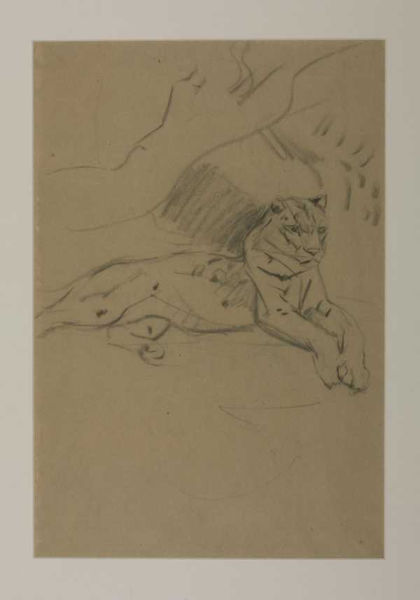 Tiger Lying Down