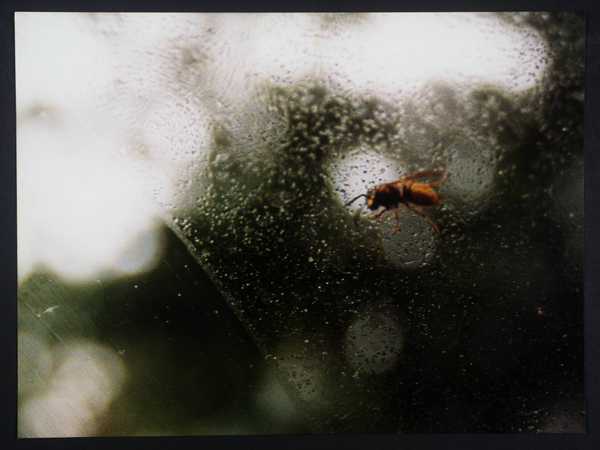Wasp