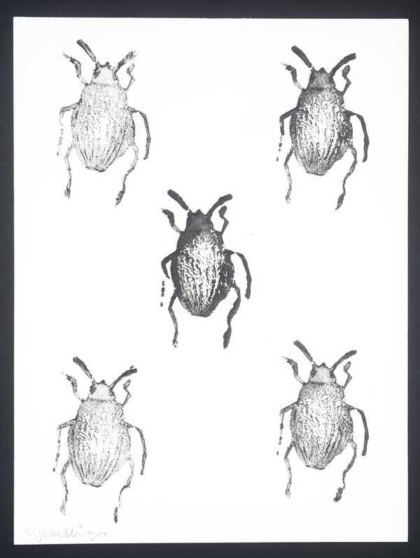 King Edward and the Colorado Beetle