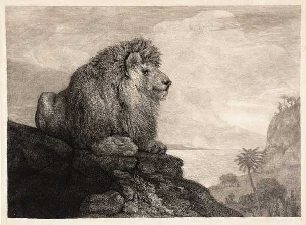 A Lion Resting on a Rock