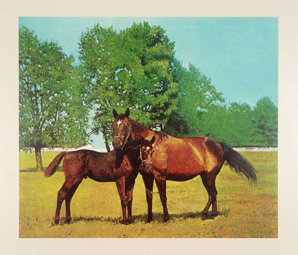 Horses