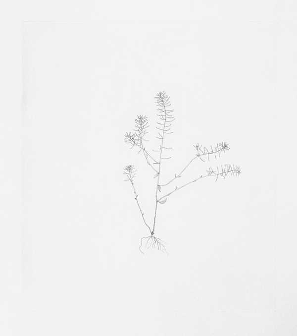 Thale Cress