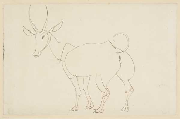Eland