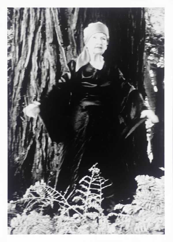 The Redwood and the Raven