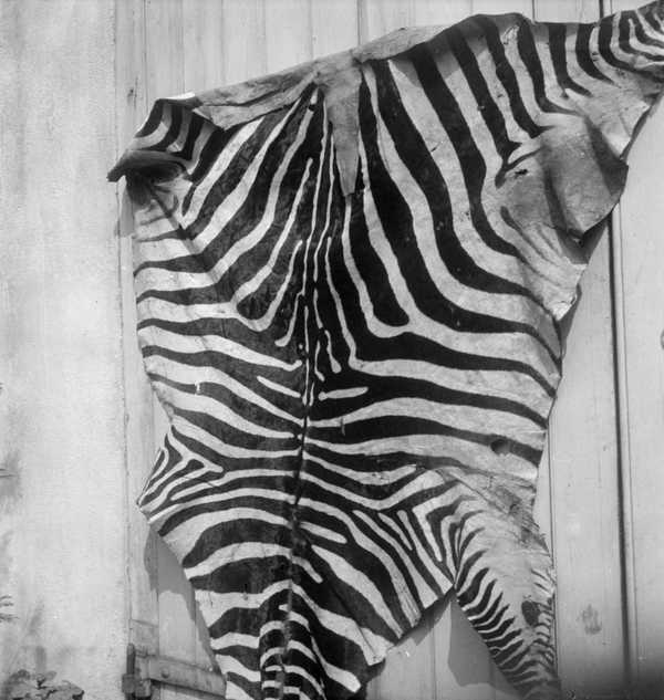 Photograph of a zebra skin hanging on a wall‘, Eileen Agar, 1930s