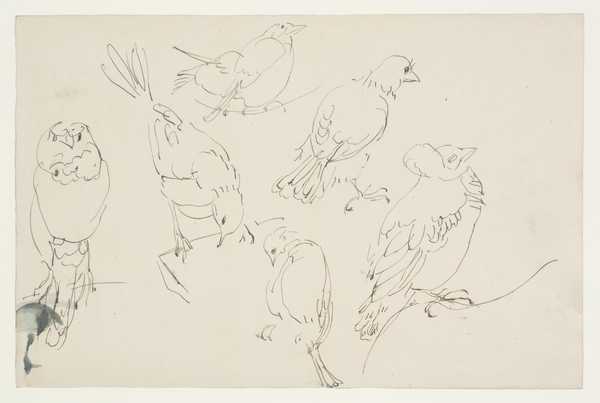 Studies of Birds