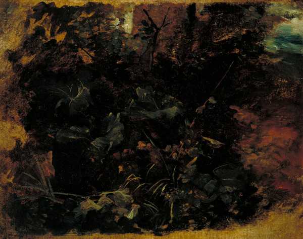 Study of Burdock and other Plants