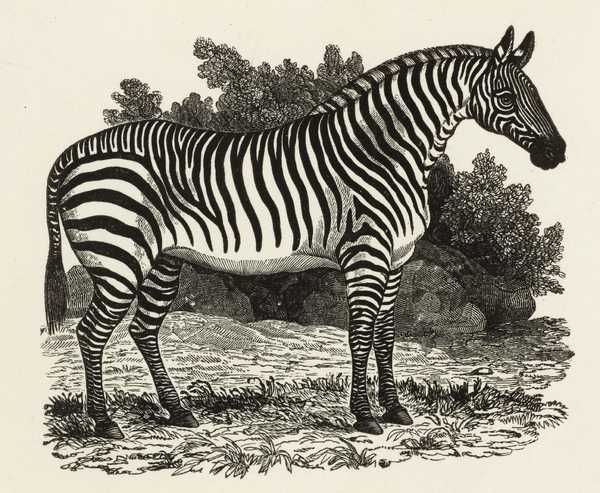 Thomas Bewick 17531828 Tate