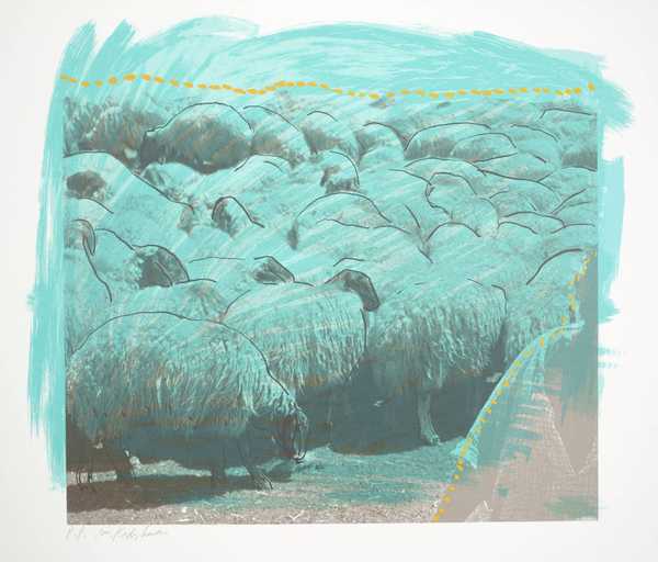 Sheep B