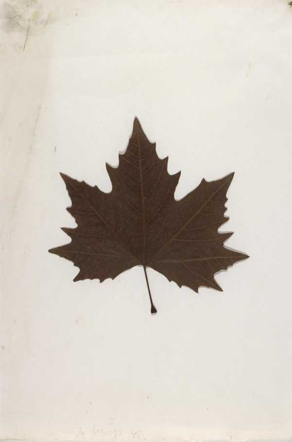 Acer platanoides