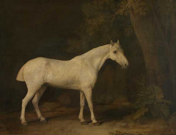 Horse in the Shade of a Wood
