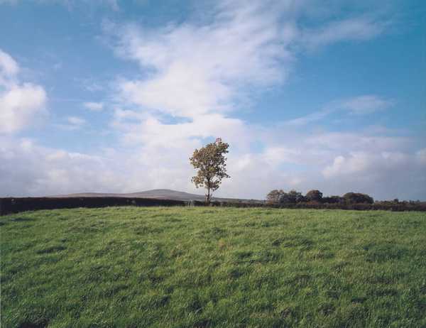 Union Jack Flag in Tree, County Tyrone