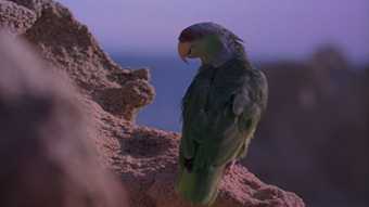 image of a parrot