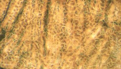 Mottled yellow and brown textures