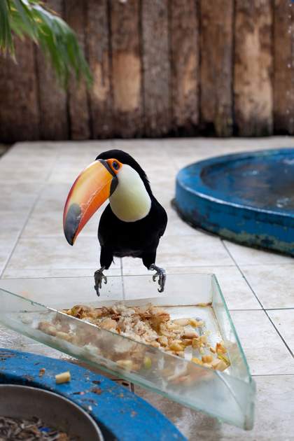 Wolfgang Tillmans Tukan 2010 © Wolfgang Tillmans