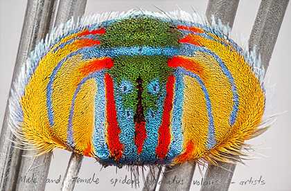Maria Fernanda Cardoso, On the Origins or Art – Actual Size II Maratus Volans Abdomen 2016
