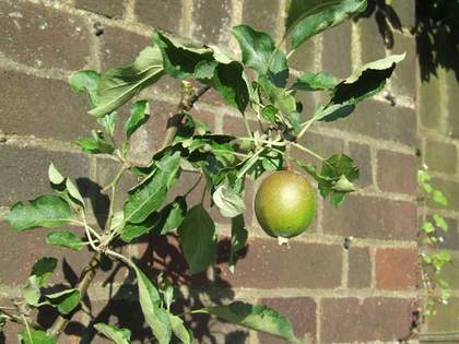 Tate Modern community garden