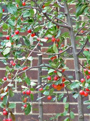 Tate Modern community garden