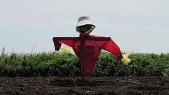 A scarecrow in a field wearing a red shirt and white sun hat