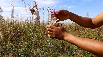A plant is held in the foreground and a performer is seen in the background of a field of long grass.
